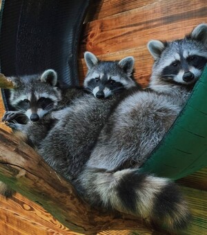 6 мест в Днепре, где можно посмотреть на животных во время войны