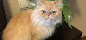 Волонтеры пошли на контакт с хозяевами кошки, которую спасли в Бородянке