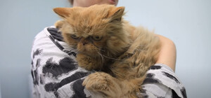 В каком состоянии сейчас кошка Шафа, которую спасли в Бородянке