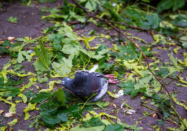 У Харкові журналісти врятували голубів, контужених після вибуху на Павловому Полі. 