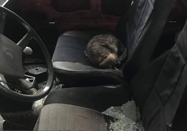 На Салтовке кот в ошейнике ночует в разбитом автомобиле и на руинах. 