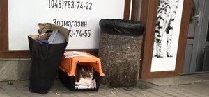 В Одессе девушка на Mercedes выбросила 13-летнюю кошку (видео)