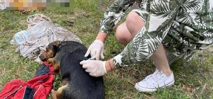 В Киеве в закрытом автомобиле обнаружили трупы собак, умерших от теплового удара