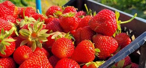 Львів'ян запрошують на збирання полуниці – ціна 