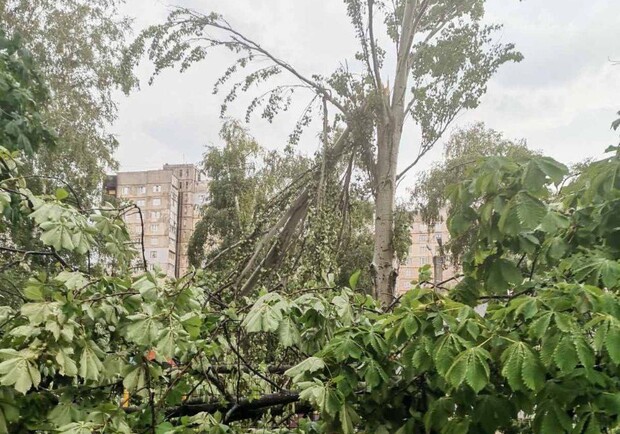В Харькове из-за непогоды упали деревья, на нескольких улицах остановили движение транспорта. 