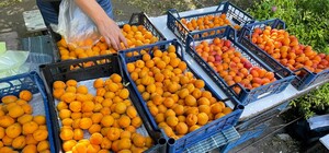 В Запорожье начали продавать абрикосы: какие цены