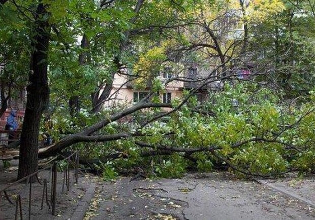В Харькове из-за непогоды упали 114 деревьев. 