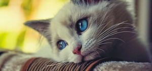 В Одессе женщина жестоко избила кошку на детской площадке: что решил суд