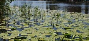 Получи ответ: правда ли, что в реке Днепр есть инфекции