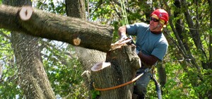 У Брюховицькому парку рубатимуть дерева 