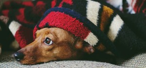 Как подготовиться к проблемам отопления зимой и сэкономить: советы и цены