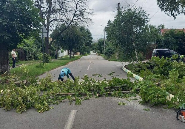 У Харкові через негоду впали 30 дерев. 