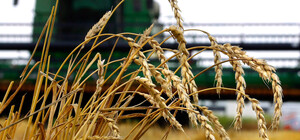 На Харківщині вдалося засіяти трохи більше половини орних земель, — Синегубов