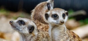 У Харківському зоопарку під час війни у сурикатів народилися діти (відео)