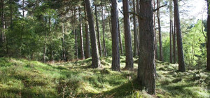 В Киевской области женщина упала с дерева и пролежала в лесу 4 дня