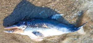 В Одесской области хотят открыть центр для помощи дельфинам, которые страдают из-за войны