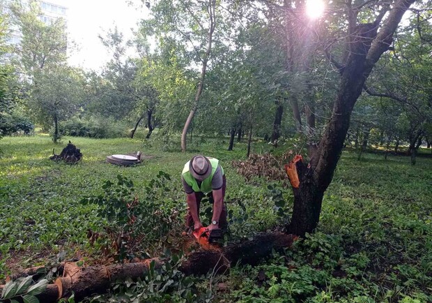 В Харькове из-за непогоды упали 23 дерева. 