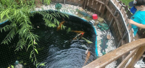 Во дворе многоэтажки на Оболони появился пруд с рыбками - фото и видео