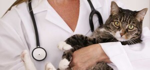 ПОЛУЧИ ОТВЕТ: ГДЕ В ОДЕССЕ МОЖНО БЕСПЛАТНО СТЕРИЛИЗОВАТЬ БЕЗДОМНЫХ ЖИВОТНЫХ