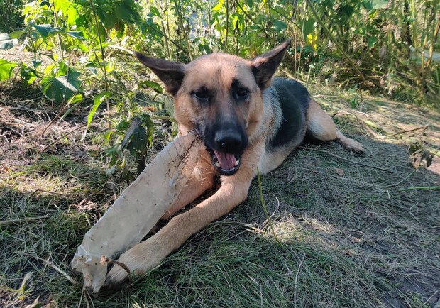 Под Харьковом из зоны боевых действий спасли брошенную собаку 