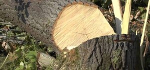 У зеленій зоні Києва знову виникла загроза вирубки лісу та масштабної забудови