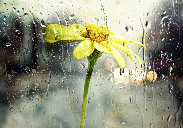 Жара и дожди с грозами: какой будет погода в Харькове на неделе 
