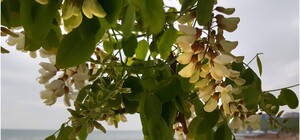 Представниця мовного омбудсмена на Півдні України розповіла, що думає про гімн Одеси