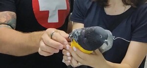 Зоозащитники в Харькове ищут ветеринаров в клинику