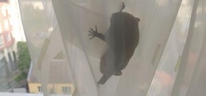 Квартиру львів'ян атакували кажани