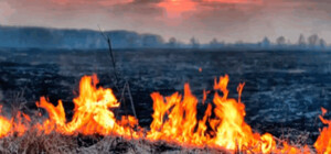 Пожары в Киевской области локализованы 