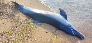В Одесской области снова находят погибших дельфинов 