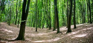 В Киеве будут решать проблемы Голосеевского леса