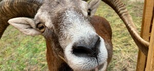 У львівський притулок евакуювали майже 200 тварин із Запоріжжя – як допомогти