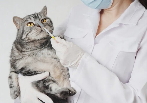 В Харькове можно бесплатно вакцинировать и стерилизовать домашних животных. 