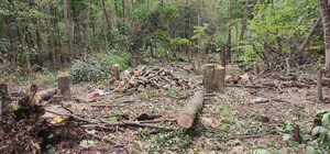 Під Києвом вирубують унікальний ліс під забудову