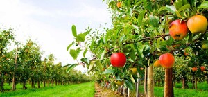 Де і за скільки продали найдорожчу ділянку для садівництва на Львівщині 