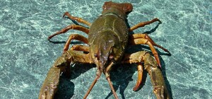 В некоторых районах Одесской области разрешили ловить раков