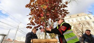 Львів'ян запрошують долучитись до озеленення міста — як висадити власне дерево