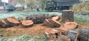 В парке Глобы спиливают деревья: что происходит