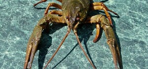 В Одесской области ввели запрет на вылов раков