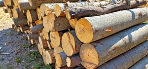 На Київщині затримали шахраїв, які продавали неіснуючі дрова у соцмережах