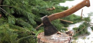 КМДА нагадує про штрафи за незаконну вирубку ялинок