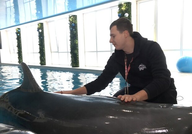 В Харьков возвращаются дельфины, которых эвакуировали из-за войны -
