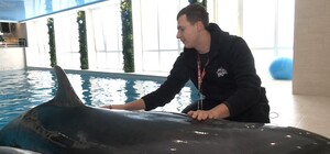 До Харкова повертаються дельфіни, яких евакуювали через війну (фото)