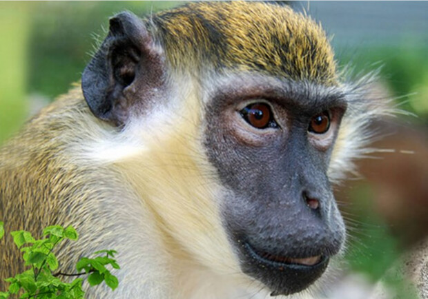 В Харьковском зоопарке собираются достроить "Планету обезьян". 
