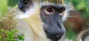 У Харківському зоопарку збираються добудувати 