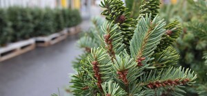 Ціна — від 200 гривень: у Харкові відкрилися 22 ялинкові базари