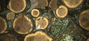 Срубил дубы и угрожал полицейским: в Харьковской области будут судить 