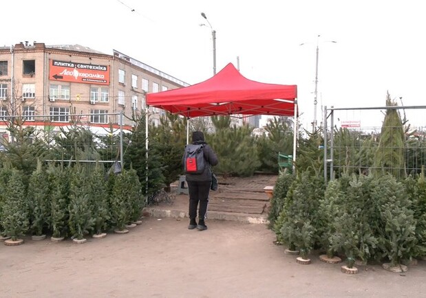 В Харькове работает 33 елочных базара 