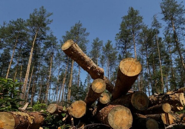 Вырубка леса на Журавловке: горсовет объяснил, зачем это делается - фото: Харьковские известия
